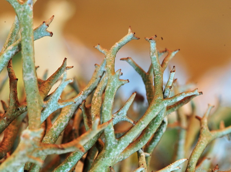 Cladonia  uncialis?